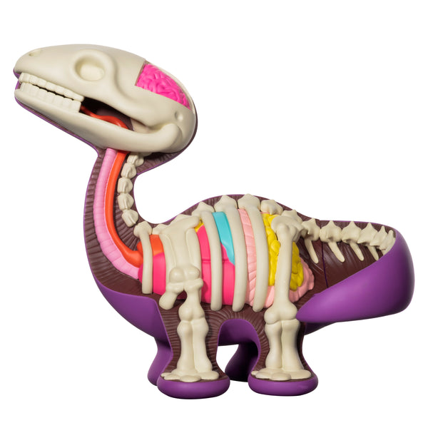 Dissected Bronto (12 inch edition)